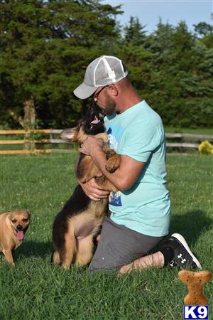 blueridgelanegsd Picture 3